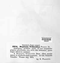 Septoria viticellae image